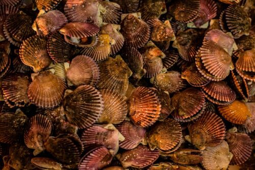 Täta, överlappande mussleskal i bruna, orange och purpurtoner, sedd uppifrån i närbild.