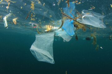 Flera vita och blå plastpåsar samt plastfragment och sjögräs flyter ihoptrasslade i ytvattnet.