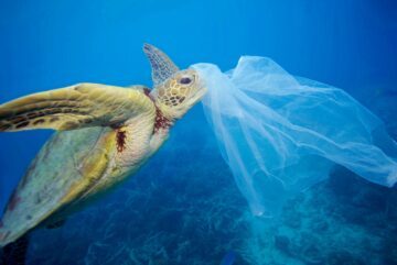 Grön havssköldpadda under vatten fast i en genomskinlig plastpåse, påsens kant täcker sköldpaddans huvud.