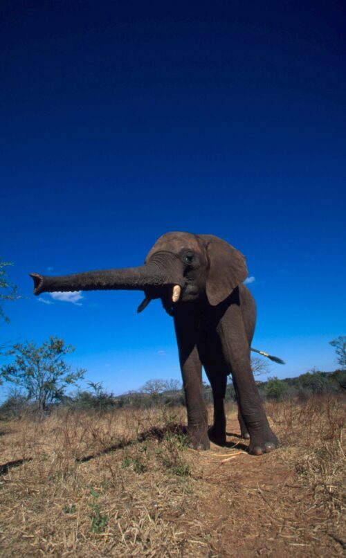 Afrikansk elefant står i torr savann, med snabeln utsträckt horisontellt, synliga betar och stora öron mot klarblå himmel.