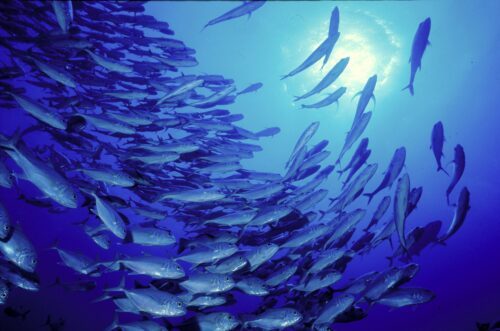92-fiskstim-caranx-s-1.jpg
