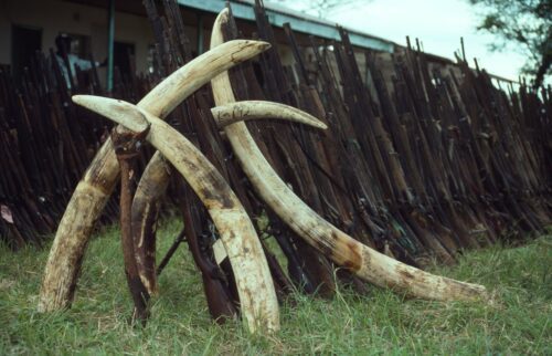 Elfenben som beslagtagits i Zambia.