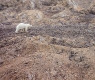 Thin female polar bear with radio collar for tracking on Spitsbergen, Svalbard