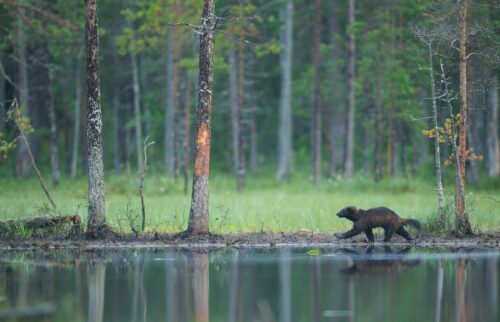 Järv, © Wild Wonders of Europe / Widstra / WWF Järv som går vid vattenrbyn
