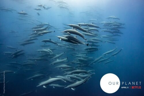 Bild från Our Planet. Foto: Hugh Pearson