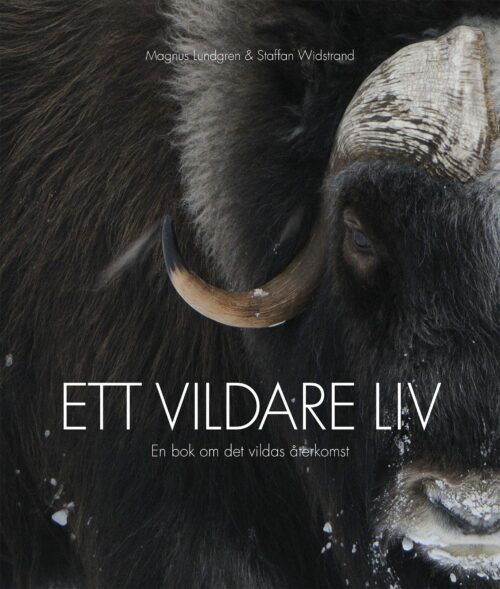 Bokomslag med en närbild av en myskox med snö på mule och horn. Text: "Magnus Lundgren & Staffan Widstrand" "ETT VILDARE LIV" "En bok om det vildas återkomst"