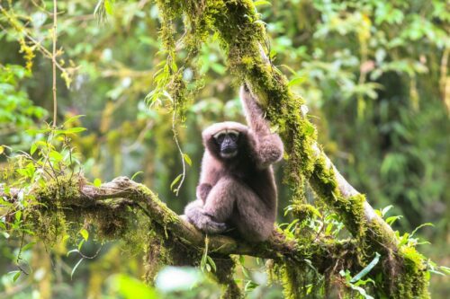 En hoolock-gibbon sitter hopkrupen på en mossklädd gren.