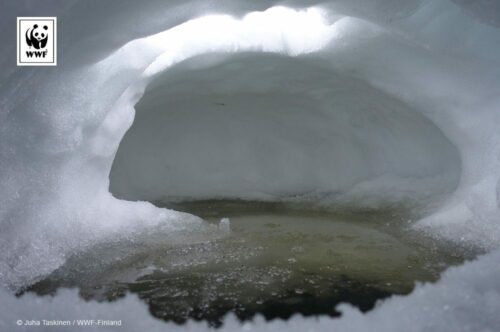 Snögrotta med rund öppning som visar en liten isbelagd vattenpöl i botten.