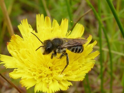 En insekt sitter på en stor, gul blomma med många kronblad, omgiven av gröna växter.