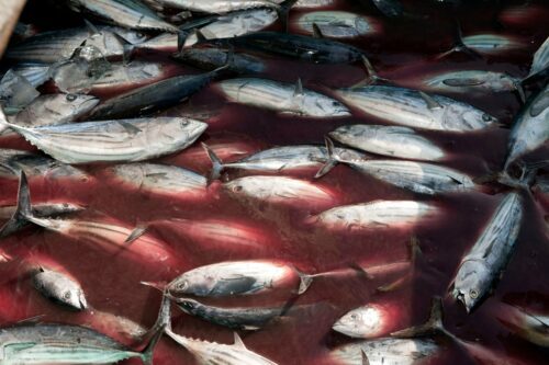 Tonfisk Skipjack (Katsuwonus pelamis)