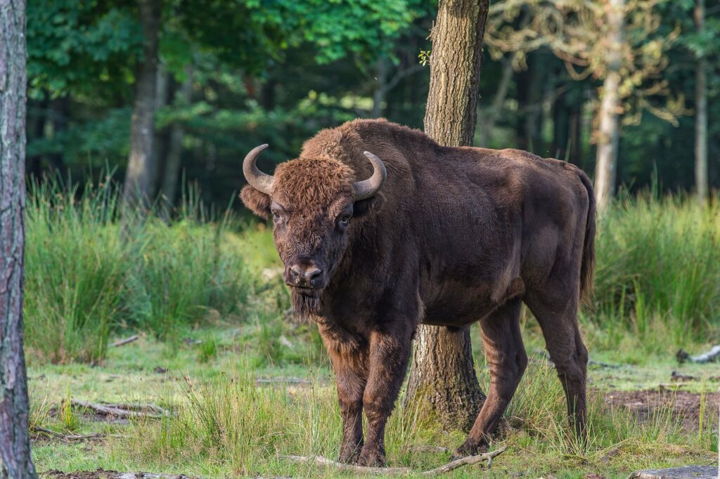 Fakta om visenten - Världsnaturfonden WWF