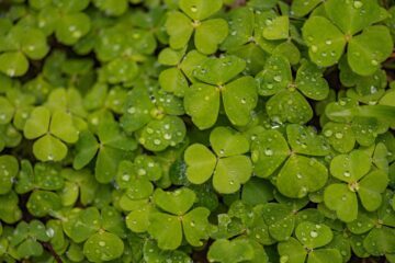 Harsyra (Oxalis acetosella)