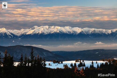 Snöklädda bergstoppar i kvällsljus, skogridå i förgrunden; text: "WWF" med WWFs logotyp och "©", samt "#SavePirin".