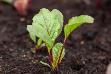 Rödbeta, groddplanta
