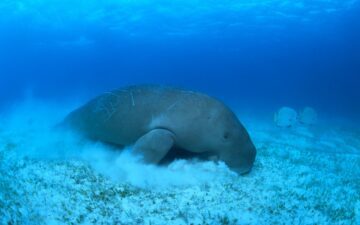 Dugong på havsbotten