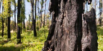 Bränd, svartnad trädstam i förgrunden; ett skogsområde med många sotiga träd och ny grön undervegetation i bakgrunden efter skogsbrand.