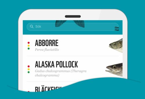Mobilskärm visar fisklista med sökfält "Sök"; ABBORRE — Perca fluviatilis; ALASKA POLLOCK — Gadus chalcogrammus (Theragra chalcogramma).