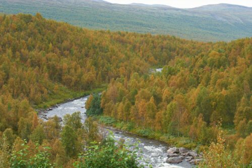 fjllnraskog-ola-1-1.jpg