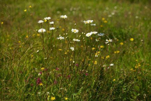Genom att plantera pollenrika växter i din trädgård som blommar hela säsongen kan du underlätta pollineringen.