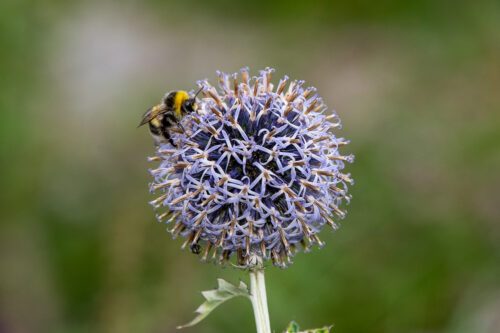 En pollinatör besöker en bollpistel.