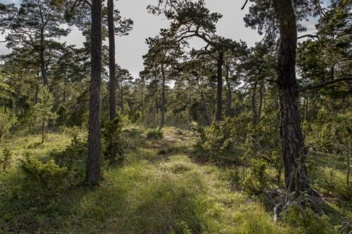 Ojnareskogen på Gotland är fint att besöka.