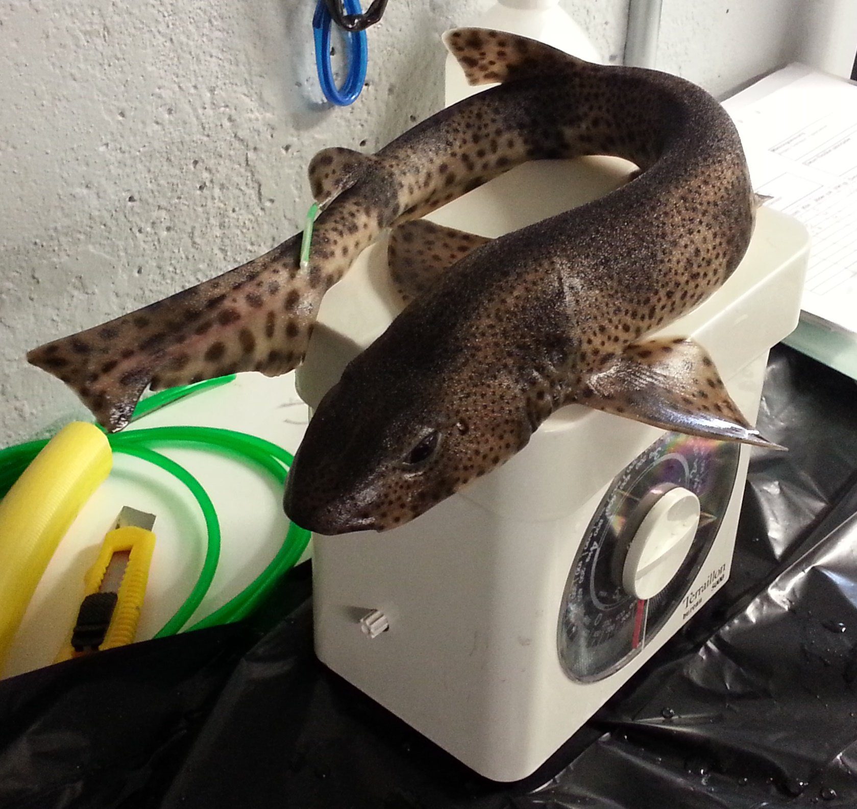 Mast uyqu bilan jinsiy aloqa Stay Overnight ni onlayn tomosha qiling Sex Ben 10