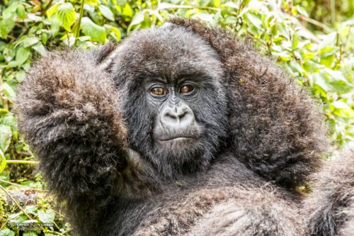 Bergsgorillorna i Rwanda ökar i antal, vilket är ett av de positiva exempel som nämns i WWFs nya rapport om vår biologiska mångfald.