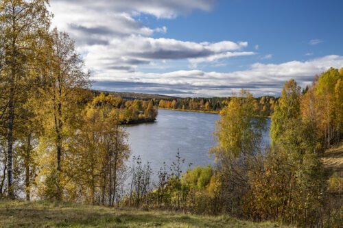 Vindelälven slingrar genom ett höstlandskap med gyllene björkar längs flodstränder under blå himmel och moln.