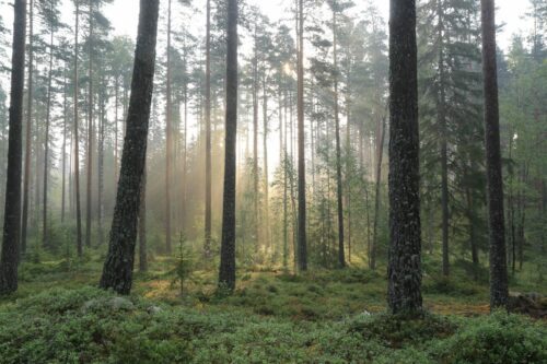 Svensk skog i dimma.