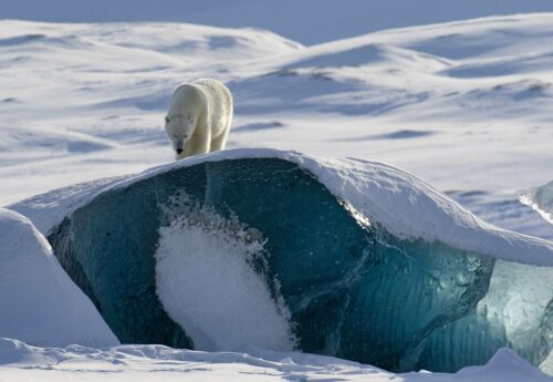 Isbjörn går på ett snötäckt isflak ovanför genomskinlig, djupblå glaciäris.
