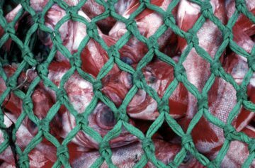 Deepwater redfish in net, ©  Quentin Bates/WWF Fiskar i nät.
