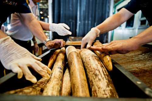 Flera stora elfenbensbetar i en låda medan personer med handskar som inspekterar dem.