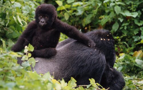 Trots politisk oro på flera ställen är bergsgorillorna en framgångssaga.