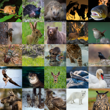 Kollage med Sveriges alla landskapsdjur.