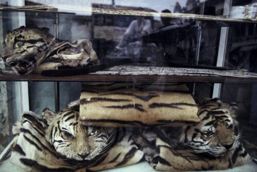 indokinesisk-tigerhu.jpg