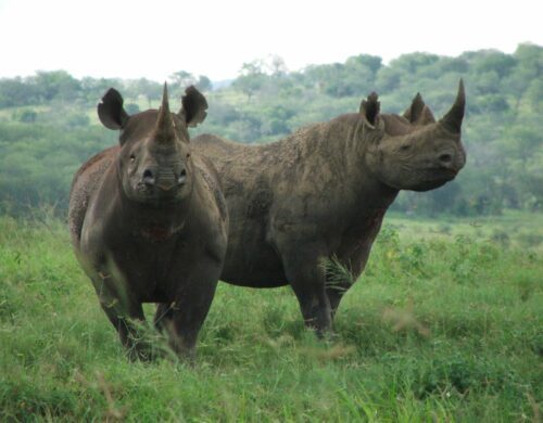 Två spetsnoshörningar i Sydafrika står i gräs, en vänd mot kameran och en i profil, med tydliga horn.