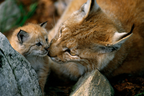 Två lodjur i naturlig miljö, en lodjursmama och en unge, lodjursmamman slickar på sin unge