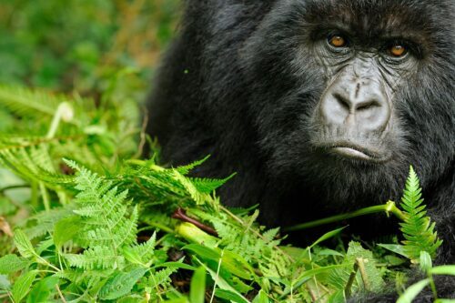 bergsgorilla-foto-na.jpg