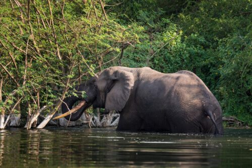 Elefant i Virunga nationalpark, som är Afrikas äldsta nationalpark.