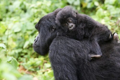 Gorillahona med unge i Virunga Nationalpark.