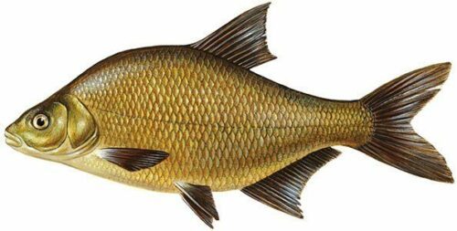 braxen-jpg-fiskguide.jpg