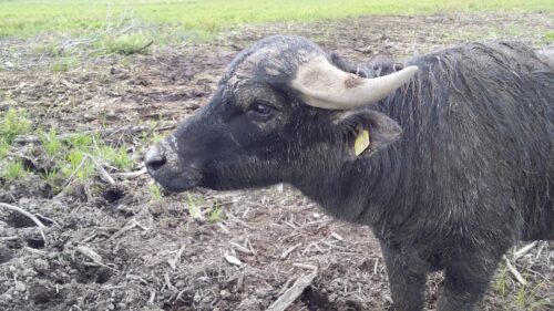 vattenbuffel-fotomar.jpg