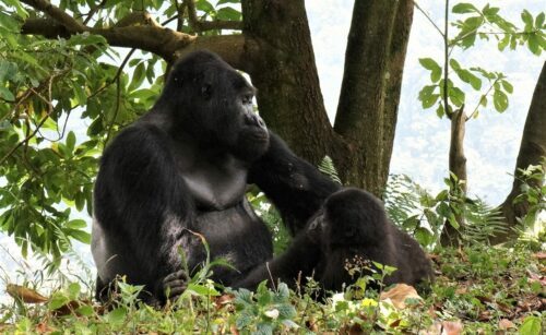 bergsgorilla-rafiki-.jpg