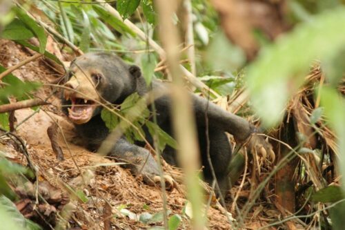sunbear-ww1115988.jpg