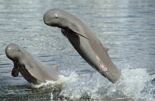 Irrawaddydelfiner spegelvänd, © naturepl.com / Roland Seitre / WWF Irrawaddydelfiner spegelvänd