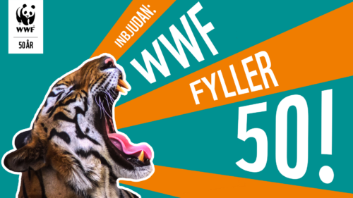 grattiswwf-tiger-16-.png