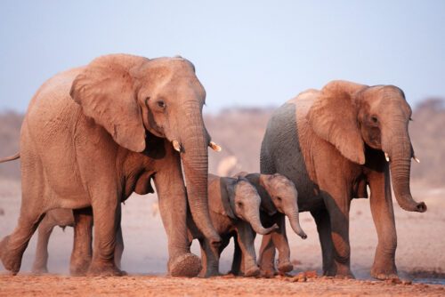 Elefantfamilj. Savannelefant (Loxodonta africana)
