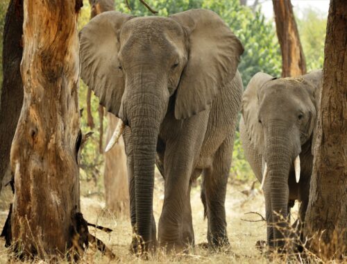 Savannelefant (Loxodonta africana)