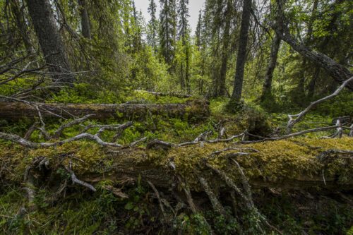 gammelskog-foto-ola-.jpg