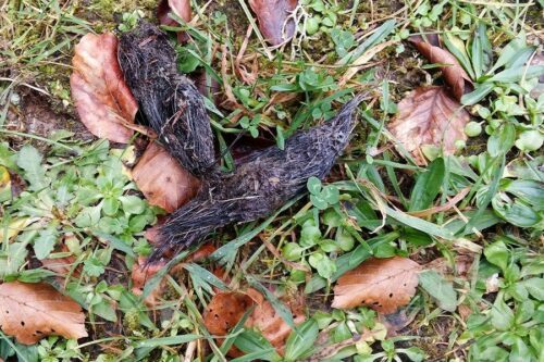 sparskola-varg-BILD5-wikimedia-Juan-lacruz